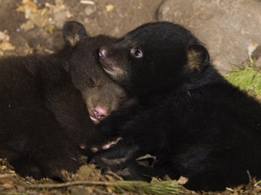 В Киевском зоопарке родились два медвежонка