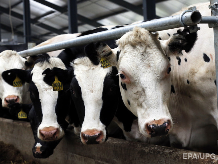 18 украинских предприятий получили разрешение на поставки молочной продукции в Китай
