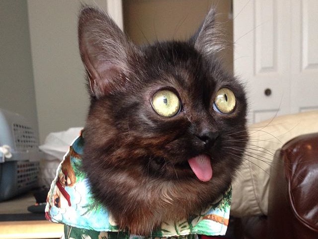 Канадский кот мистер Магу стал звездой Instagram
