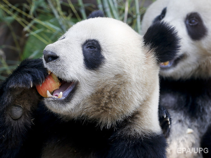 Китайские ученые расшифровали язык больших панд