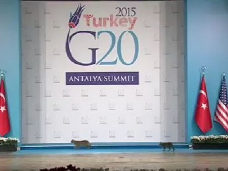 Три кота на саммите G20 затмили мировых политиков. Видео