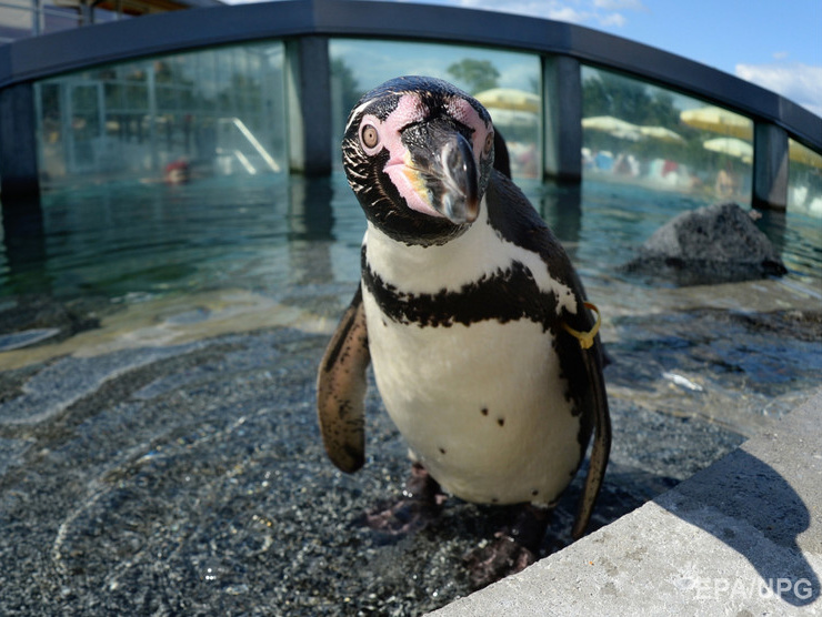 В Дортмунде расследуют гибель пингвина в зоопарке