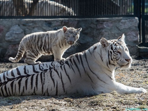 В ялтинском зоопарке от холода умерли два детеныша бенгальской белой тигрицы Тигрюли