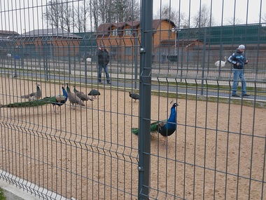 Животных из "Межигорья" перевезут в Киевский зоопарк