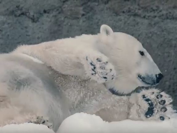 Снежный праздник: в зоопарк Сан-Диего белым медведям привезли снег. Видео