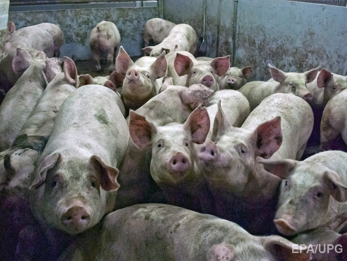 Россельхознадзор с 1 января запретил поставку продукции свиноводства из Украины
