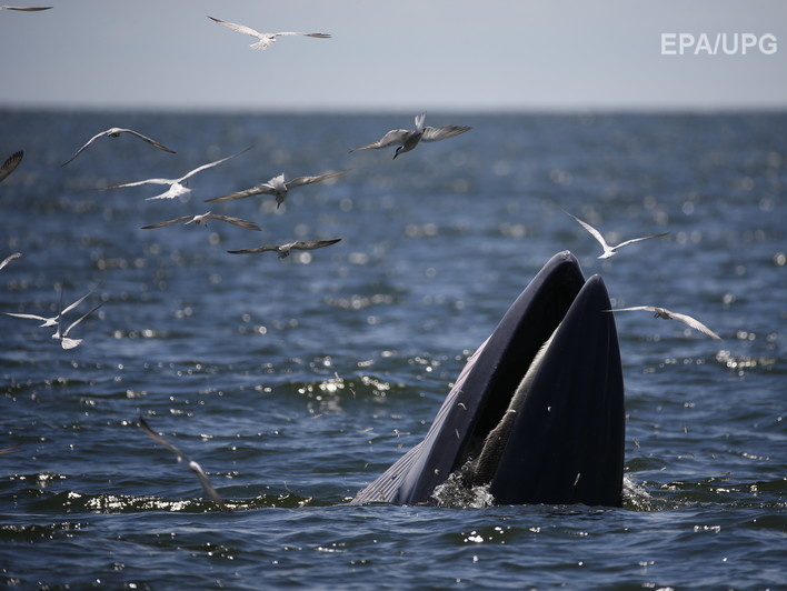 В Японском море пассажирский паром столкнулся с китом