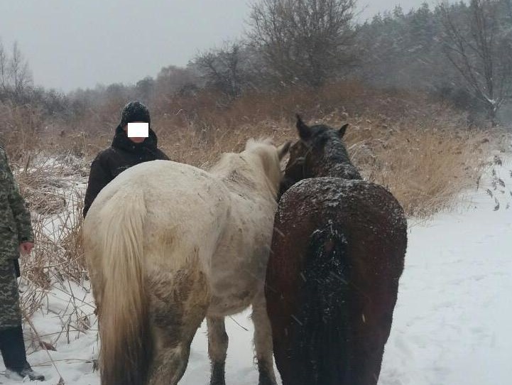 В Сумской области пограничники задержали мужчину, пытавшегося перевести в Россию коней