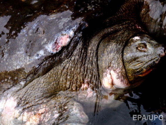 Во Вьетнаме умерла 300-летняя кожистая черепаха, считавшаяся символом Ханоя