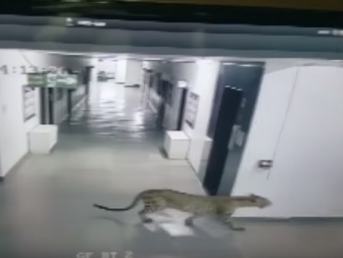 В Индии леопард ворвался в школу и покусал несколько человек. Видео