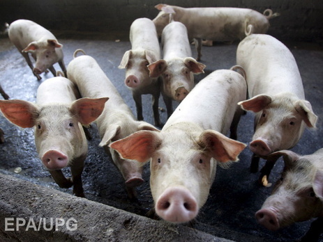 В Крыму ввели режим чрезвычайной ситуации из-за вспышки африканской чумы свиней
