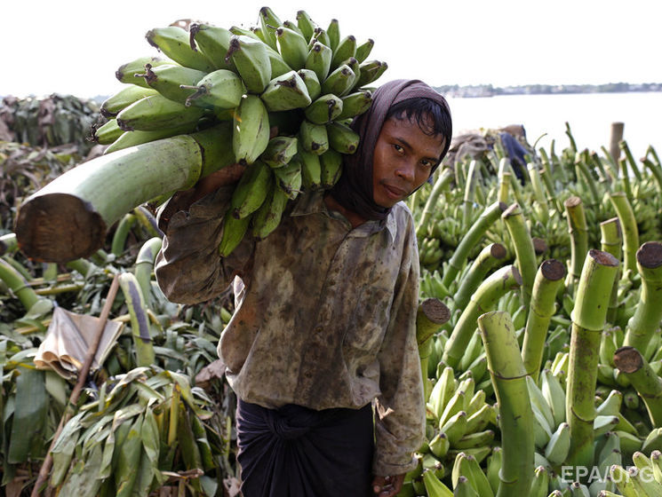 Мировая индустрия бананов оказалась под угрозой из-за "панамской болезни" растений