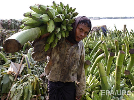 Мировая индустрия бананов оказалась под угрозой из-за 
