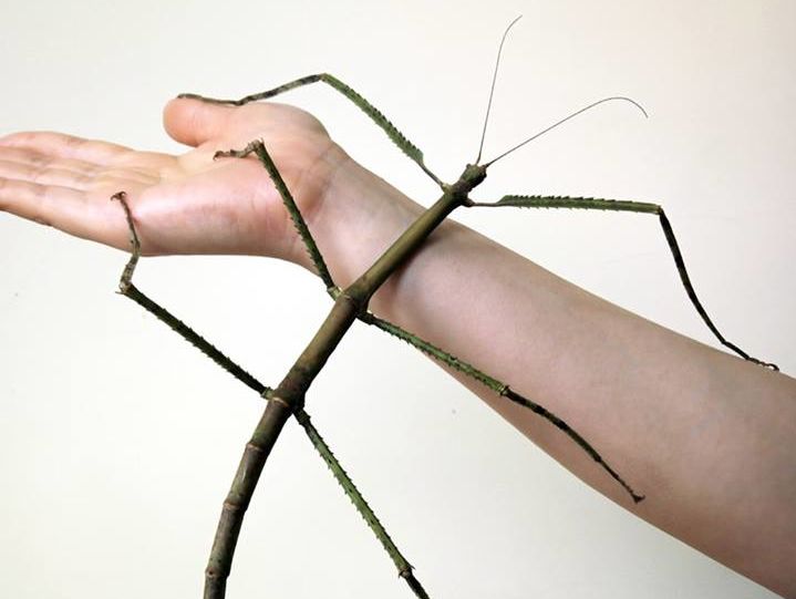 В Китае обнаружено самое длинное в мире насекомое 