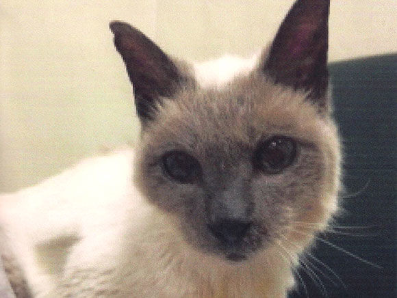 30-летний сиамский кот из Техаса попал в Книгу рекордов Гиннесса