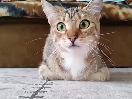 Хит YouTube: как кот смотрит фильм ужасов. Видео