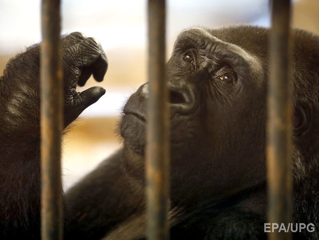 В США работники зоопарка застрелили гориллу ради спасения ребенка