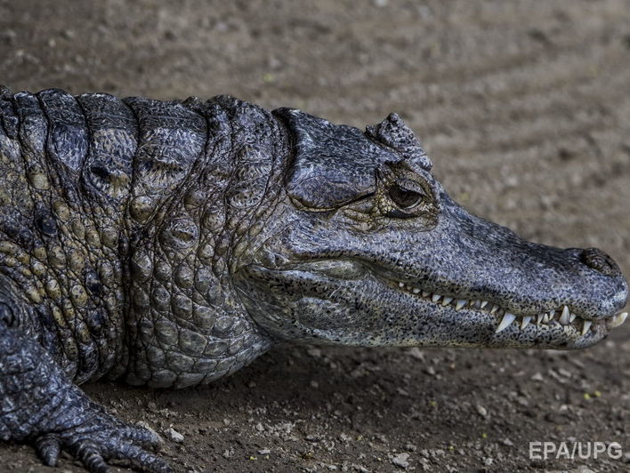 В Австралии во время ночного купания женщину утащил крокодил