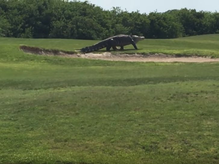 В США гигантский аллигатор выскочил на поле для гольфа. Видео