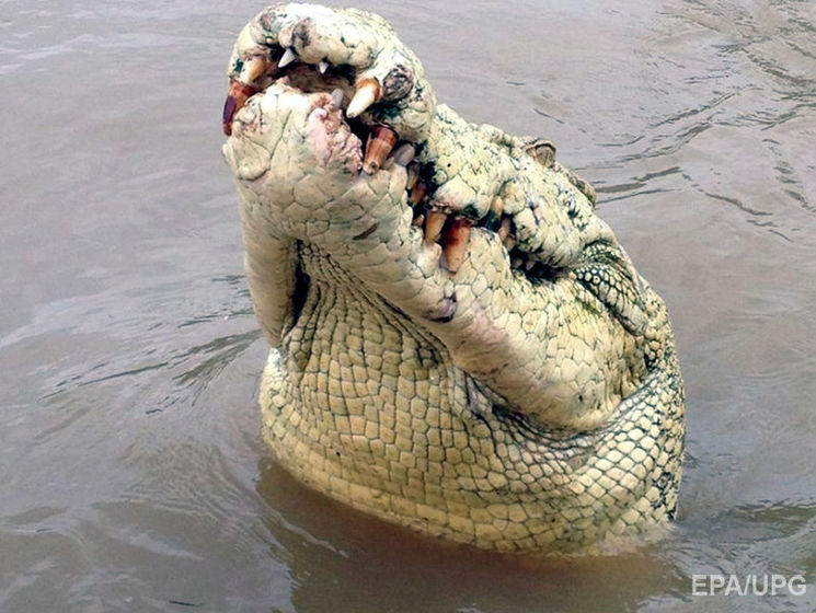 В Австралии пойман и убит крокодил, утащивший в озеро туристку