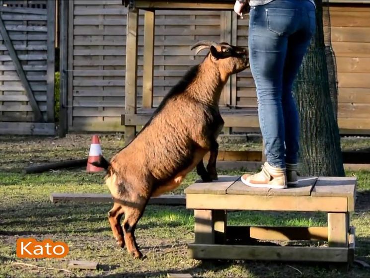 Хит YouTube: курица и козлы выполняют собачьи трюки. Видео