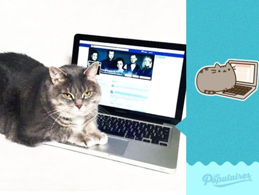 Позы кота, изображенного на наклейках из соцсети Facebook, повторил реальный кот