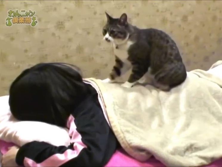 Кот делает массаж в японском SPA-центре. Видео