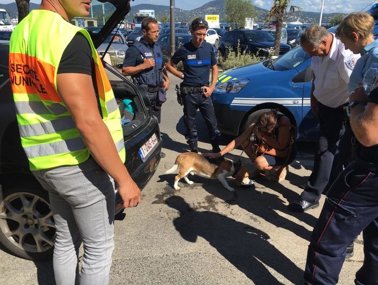 Во Франции жандармы разбили стекло автомобиля, чтобы напоить водой оставленного там хозяином пса
