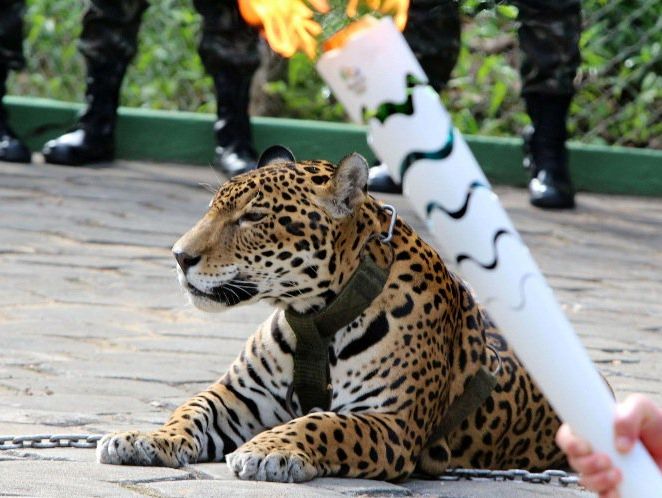 В Бразилии застрелили ягуара, который принимал участие в эстафете олимпийского огня