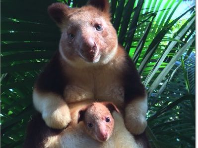 В австралийском зоопарке впервые за 36 лет родился редкий кенгуру. Видео