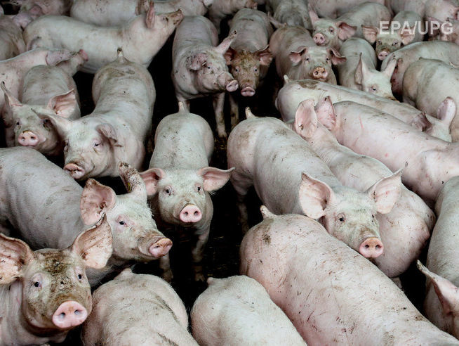 В Ивано-Франковской области более 600 свиней погибли от теплового удара