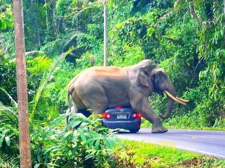 В Таиланде дикий слон прилег на автомобиль с туристами