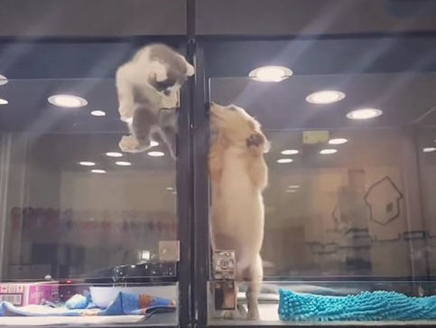 Хит YouTube: видео побега котенка к щенку в зоомагазине набрало почти 1 млн просмотров за три дня. Видео