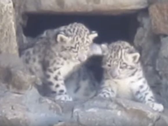 В зоопарке Николаева показали впервые рожденных в Украине детенышей снежного барса. Видео