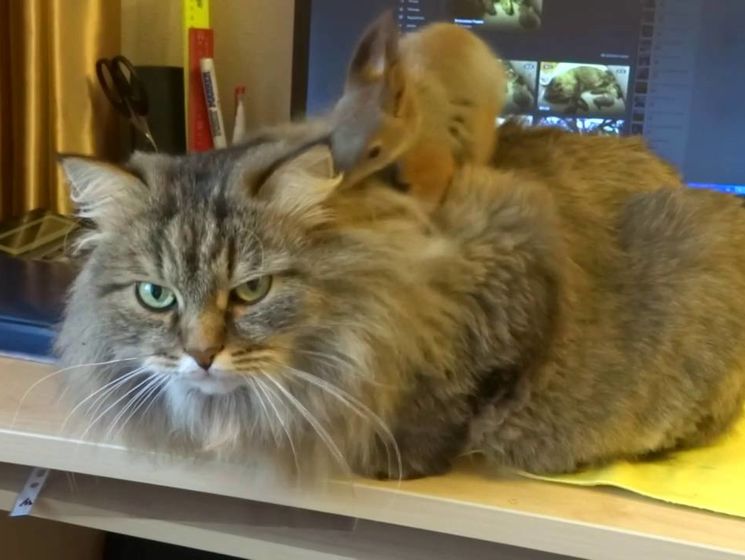 Хит YouTube: белка сделала массаж коту. Видео