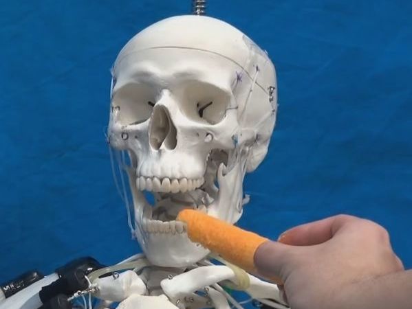 Японские инженеры сконструировали робота с искусственными мышцами. Видео