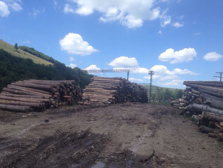 ГПУ: Во Львовской области обнаружены виновники незаконных рубок леса на 6,5 млн гривен