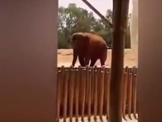 В марокканском зоопарке слониха камнем убила семилетнего ребенка