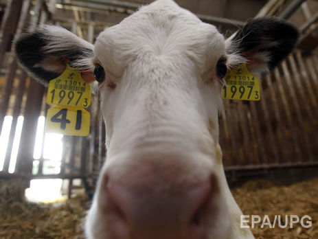 Россельхознадзор заявил о приостановке поставок украинских кормов для животных из-за ГМО