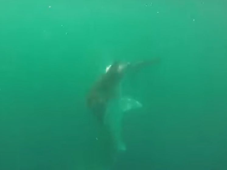 Студент снял схватку акул в Мексиканском заливе. Видео