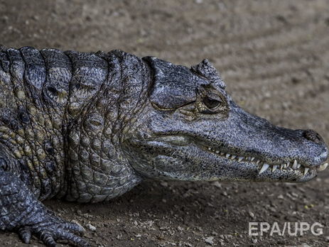 В Австралии каякер просидел на острове три дня, спасаясь от крокодила