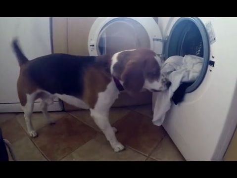 Хит YouTube: пес сам стирает вещи. Видео