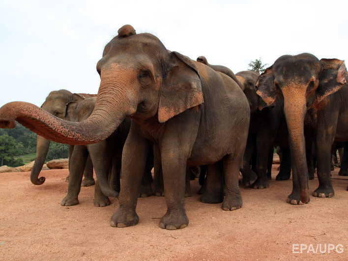 В Шри-Ланке поезд смертельно травмировал четырех слонов