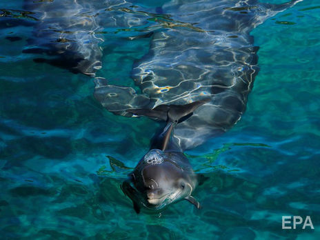 В Мексике дельфины покусали и пытались утопить девочку