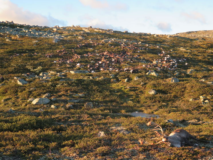 В Норвегии более 300 оленей погибли от удара молнии