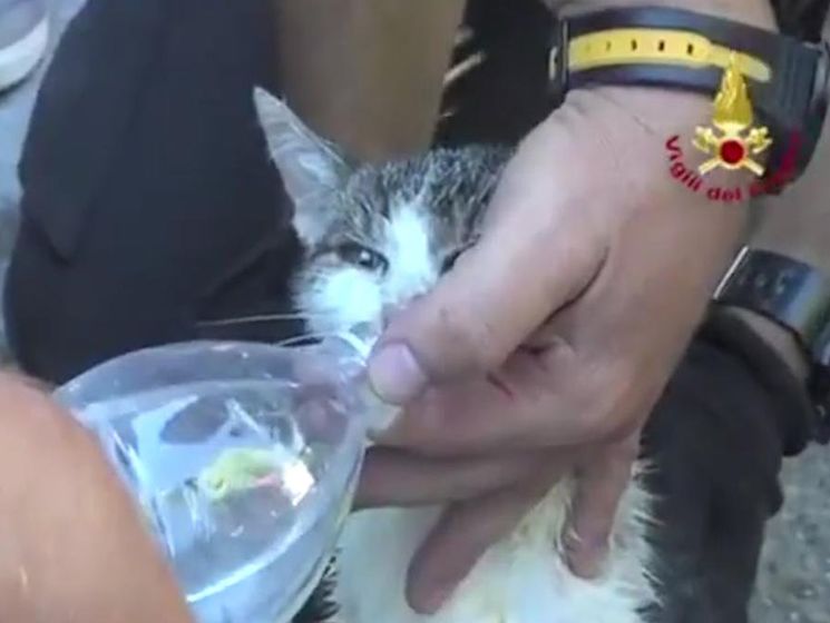 В Италии кошку спасли после пяти дней под завалами