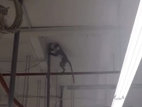 В Харькове супермаркет закрывали из-за оказавшейся на воле обезьяны