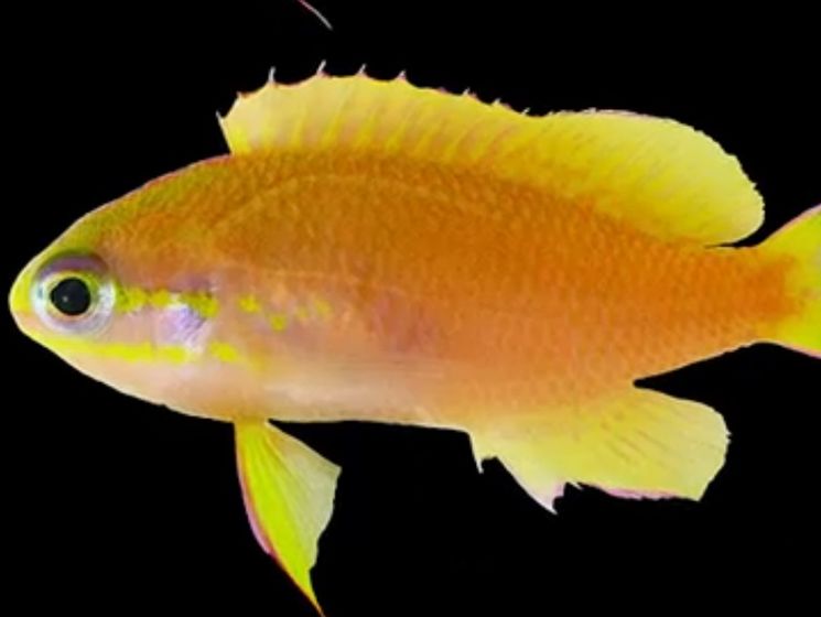 Ученые назовут в честь Обамы новый вид тихоокеанских рыб