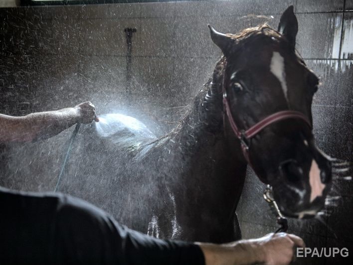  Конная полиция Москвы закупит солярии для своих лошадей 