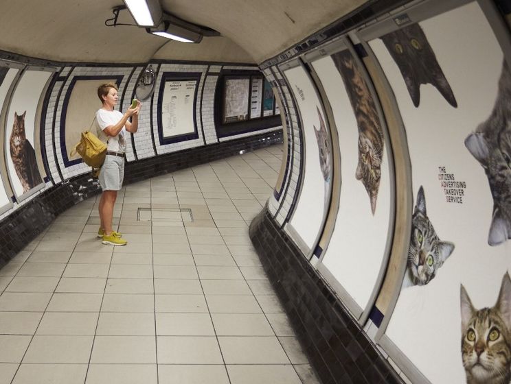 На одной из станций лондонского метро всю рекламу заменили фотографиями кошек